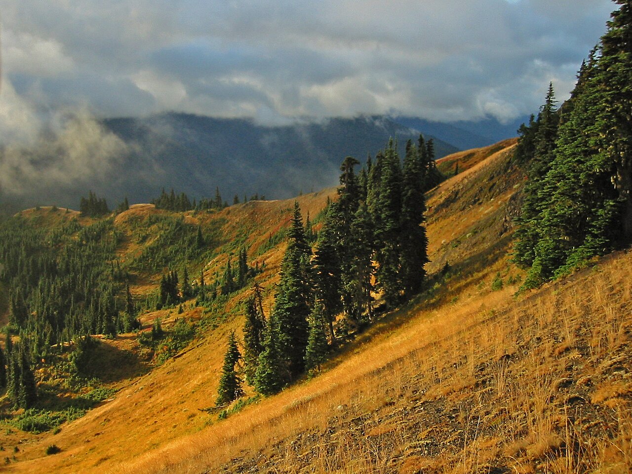 Subalpine Fir