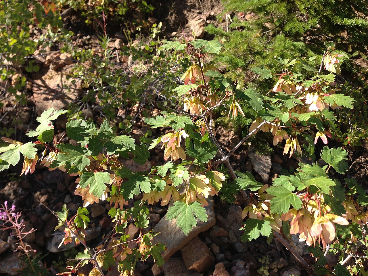 Rocky Mountain Maple