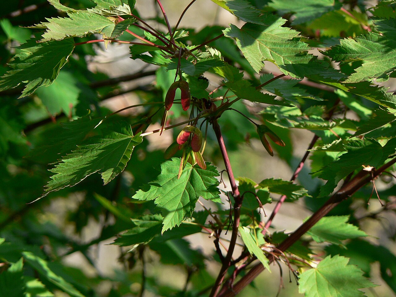 Rocky Mountain Maple