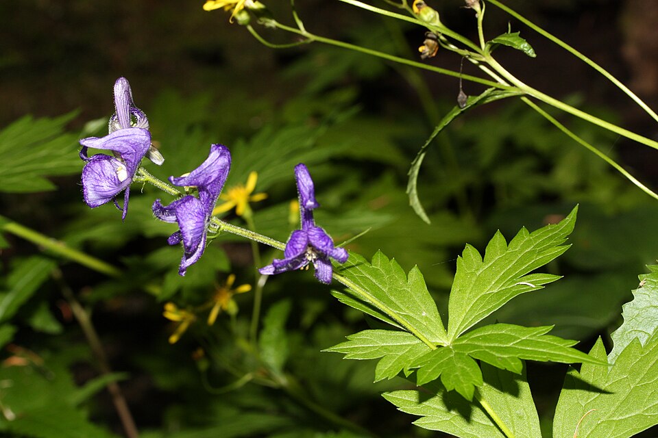 Western Monkshood