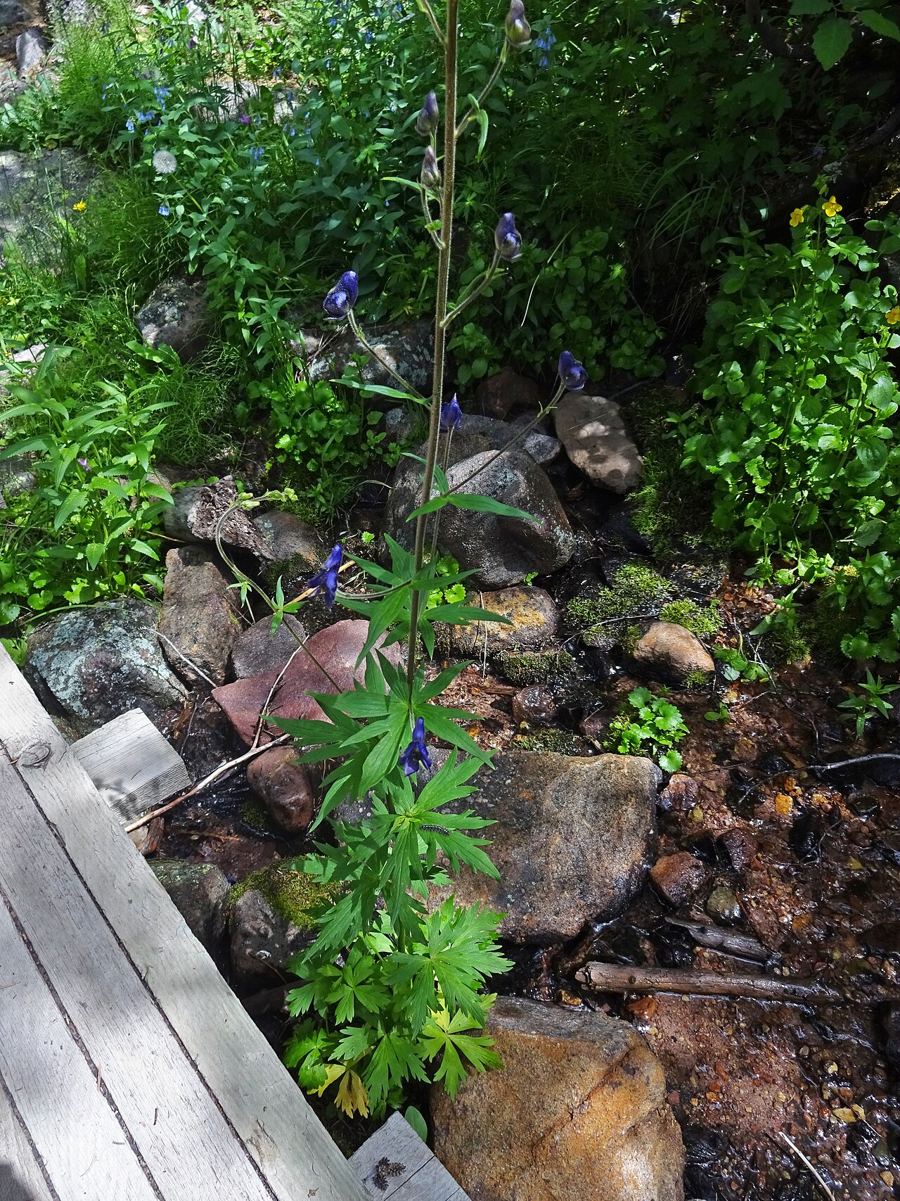 Western Monkshood
