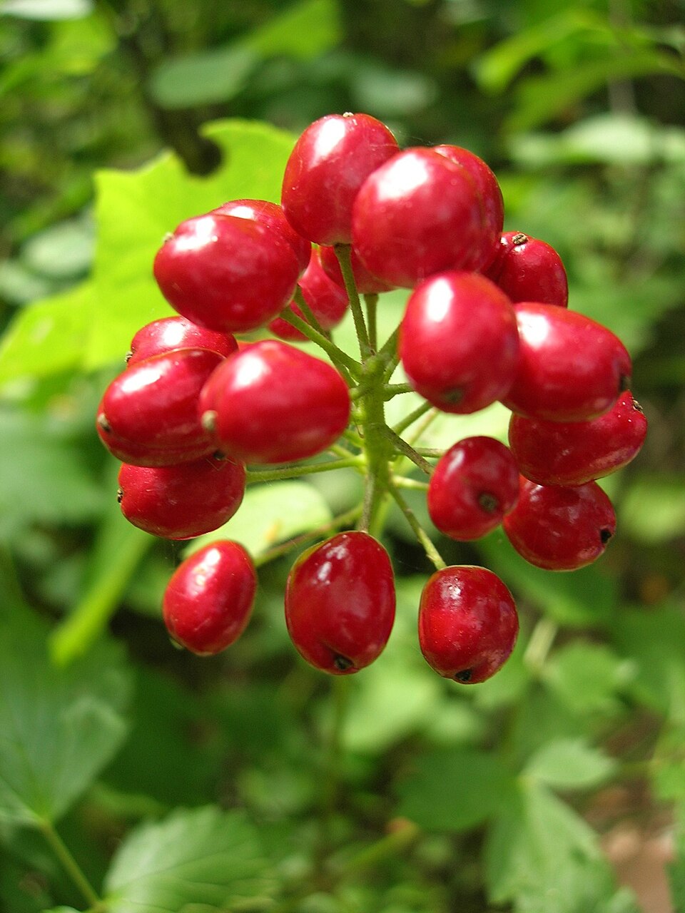 Baneberry