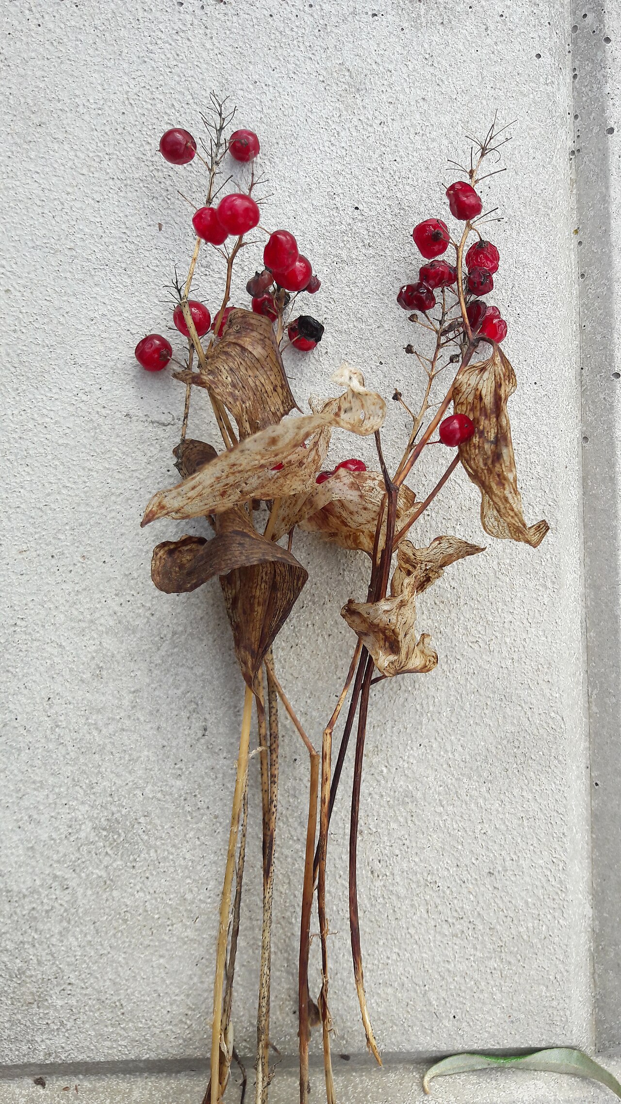 Baneberry