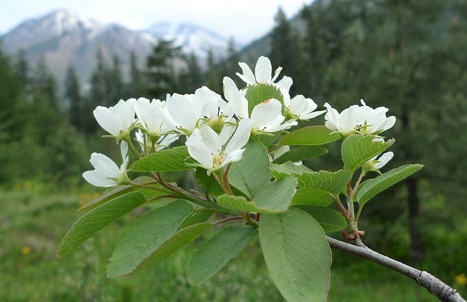 Serviceberry (Saskatoon)