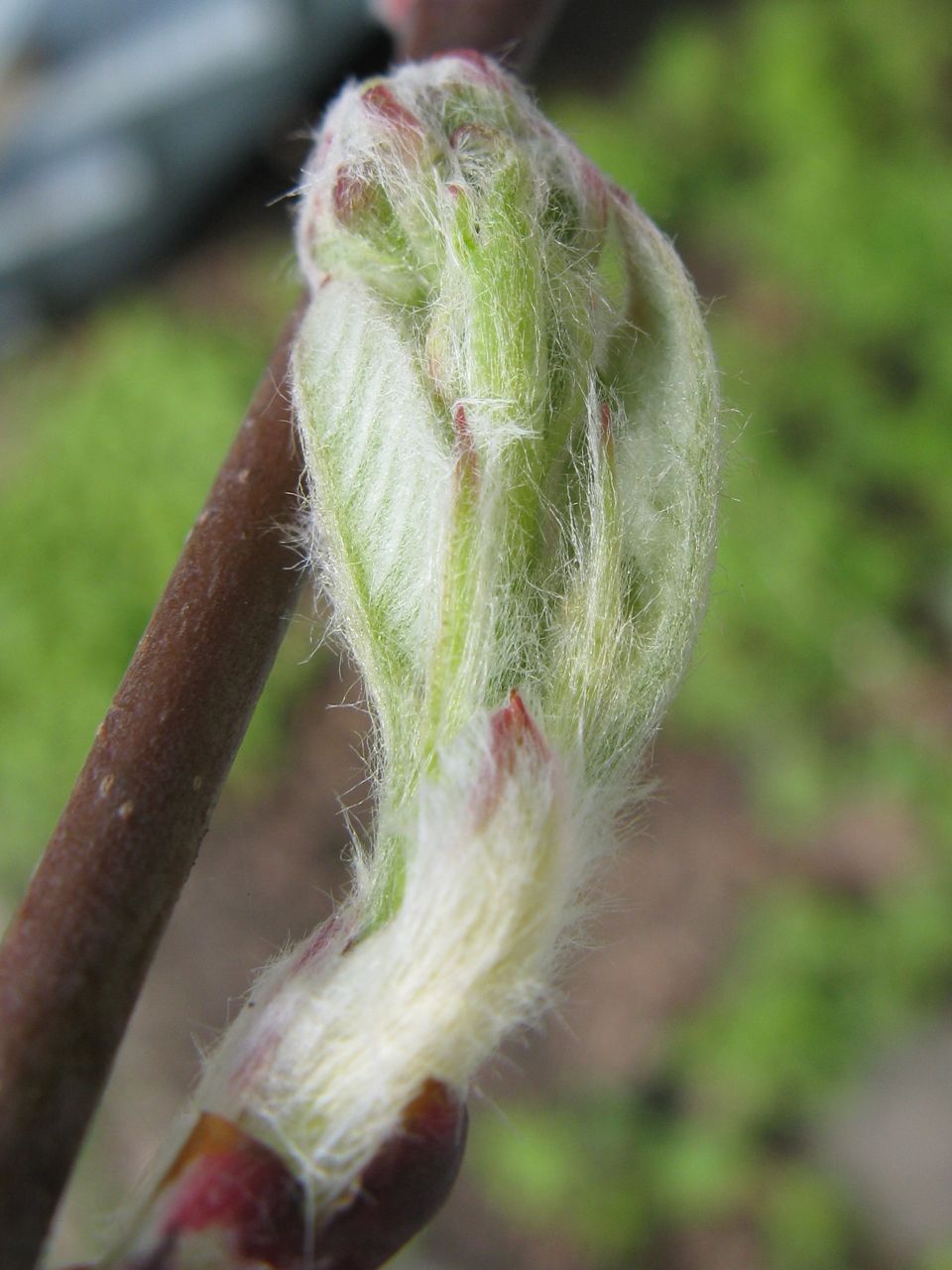 Serviceberry (Saskatoon)