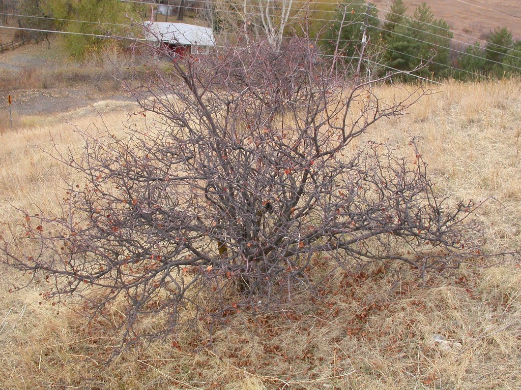 Serviceberry (Saskatoon)