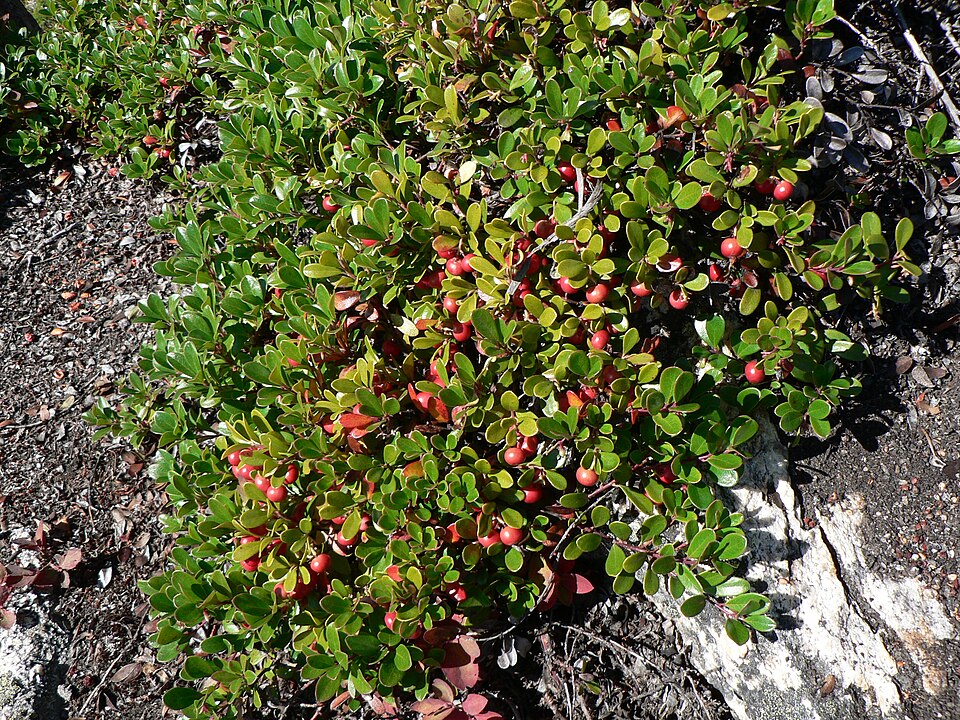 Kinnikinnick (Bearberry)