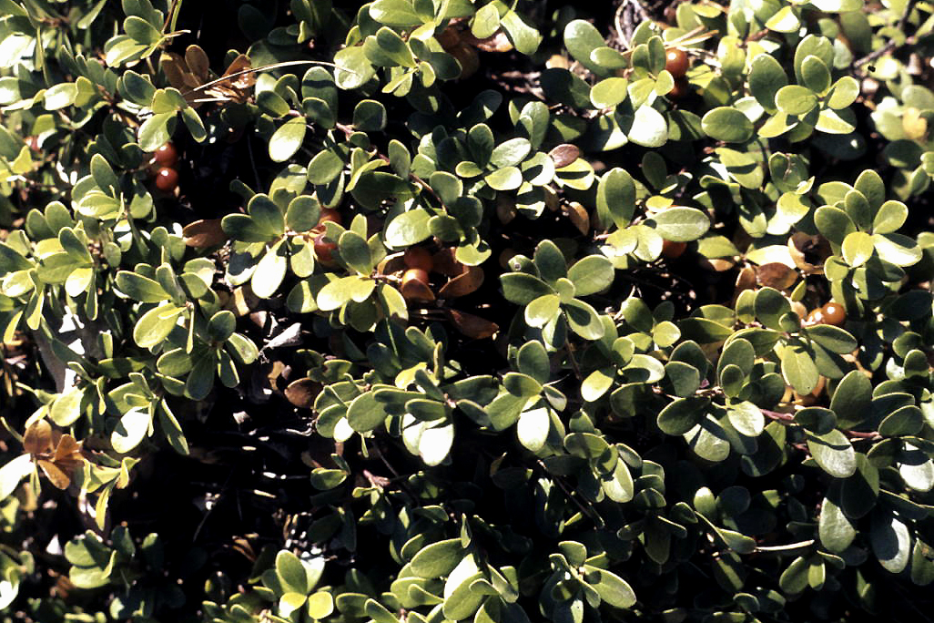 Kinnikinnick (Bearberry)