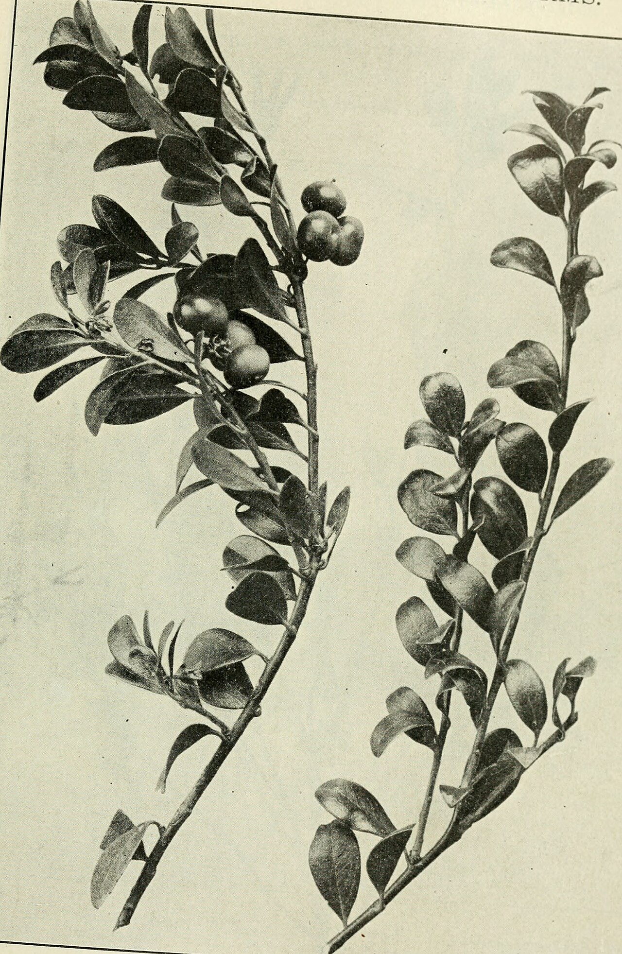 Kinnikinnick (Bearberry)