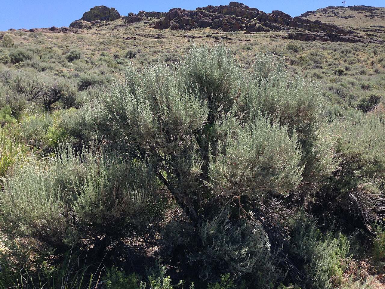 Big Sagebrush