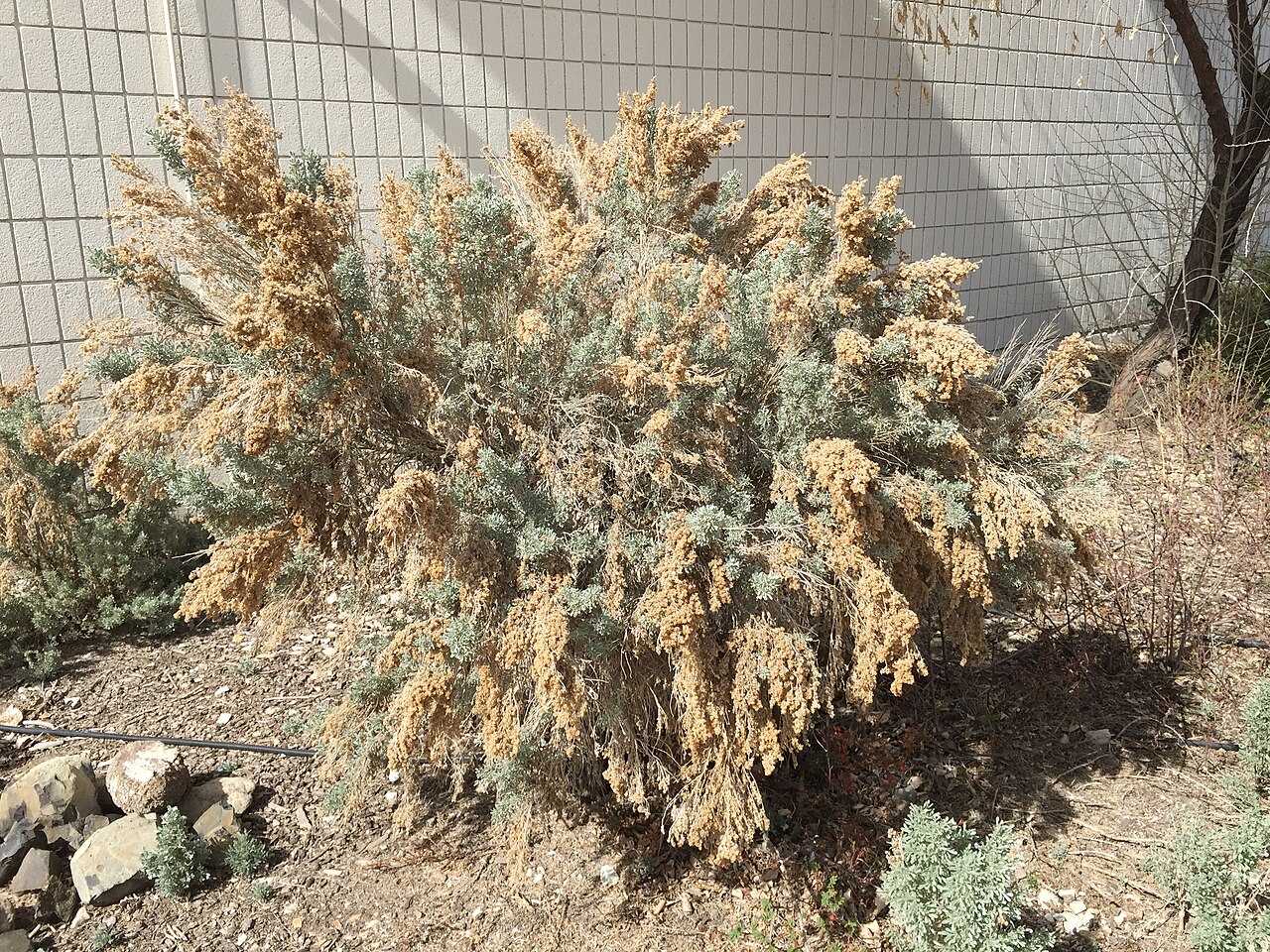 Big Sagebrush
