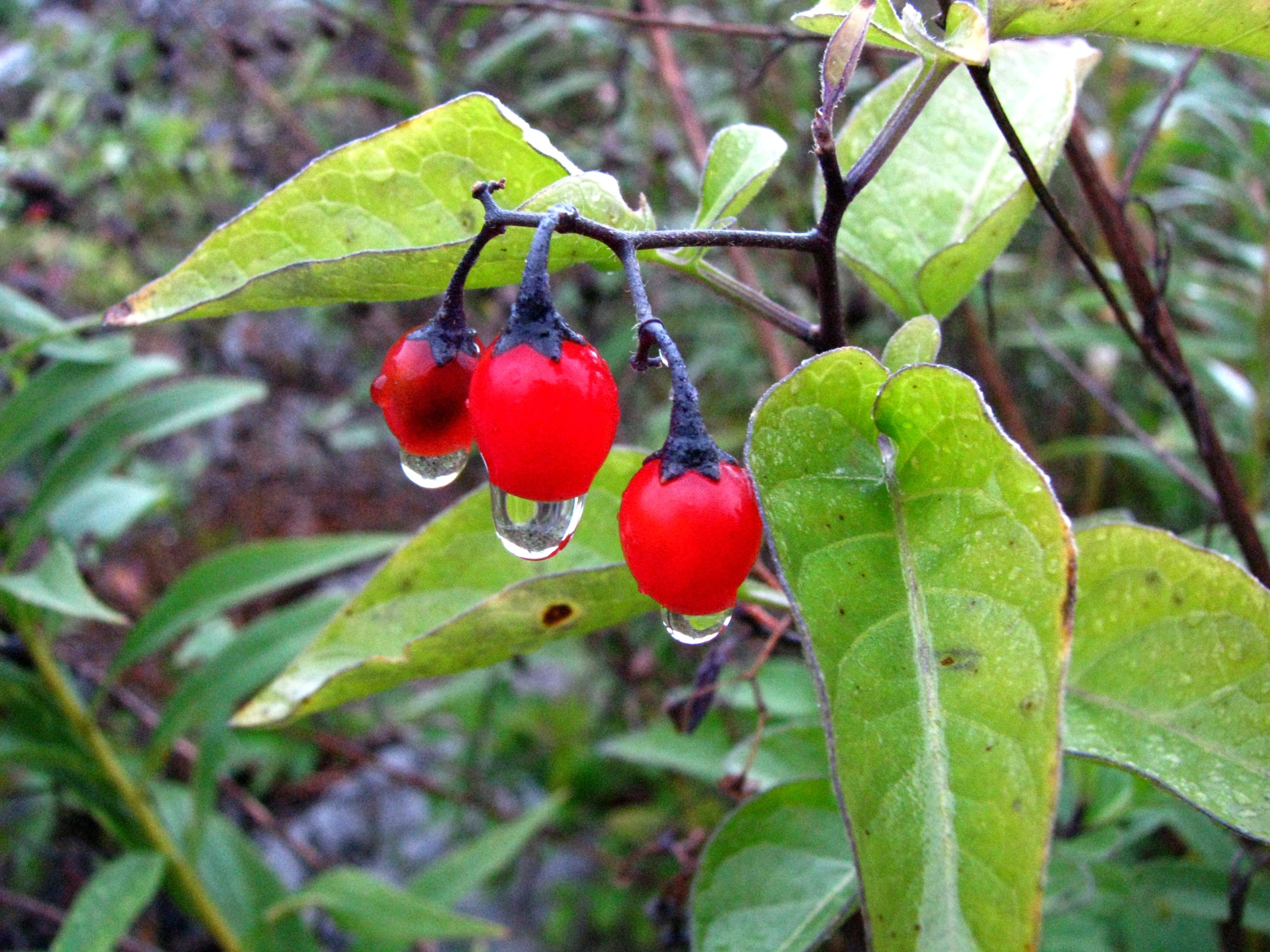Bittersweet Nightshade