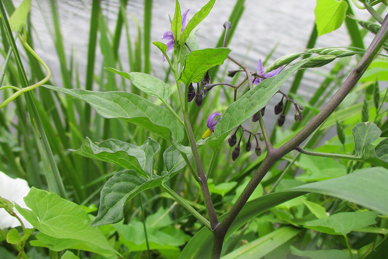 Bittersweet Nightshade