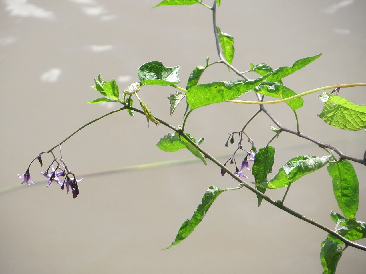 Bittersweet Nightshade