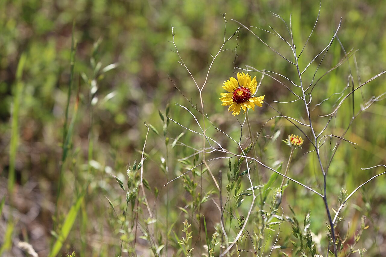 Blanketflower