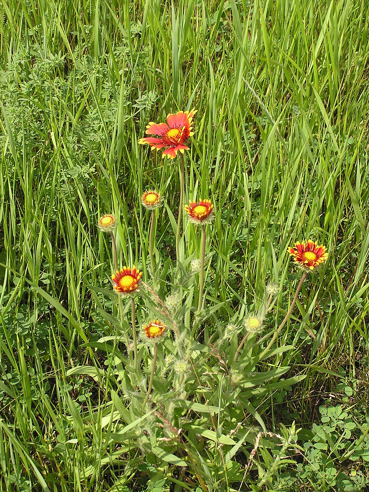 Blanketflower