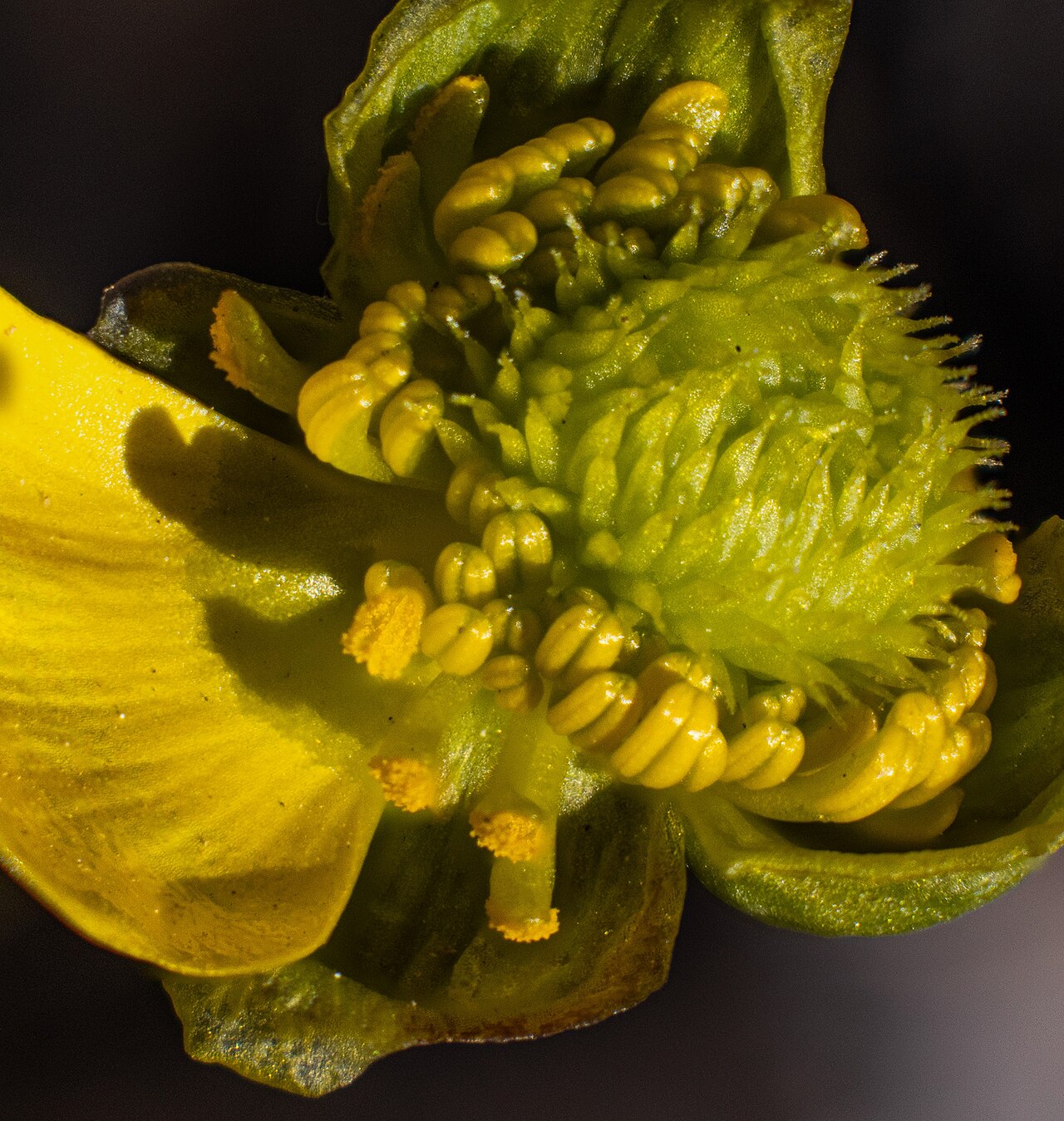 Sagebrush Buttercup