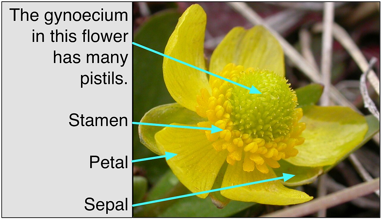 Sagebrush Buttercup