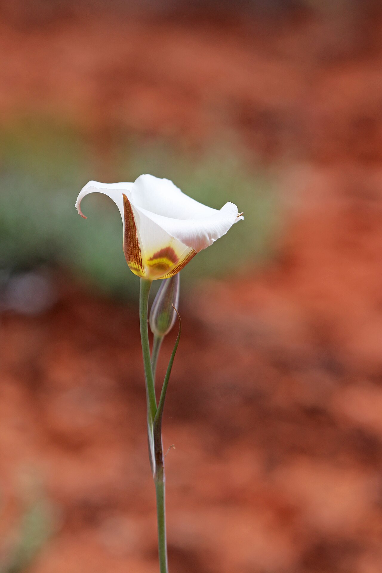 Sego Lily