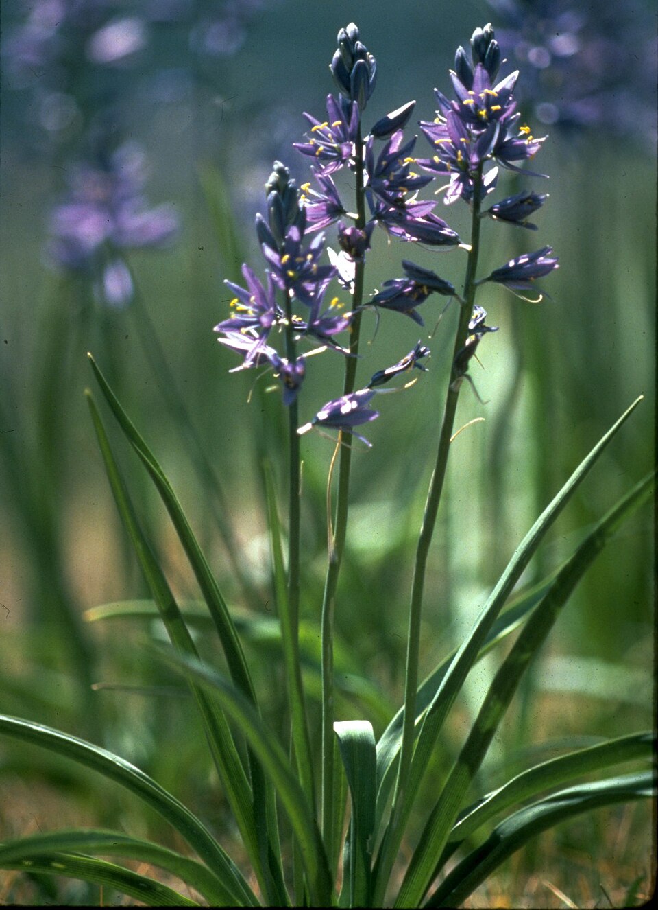 Common Camas