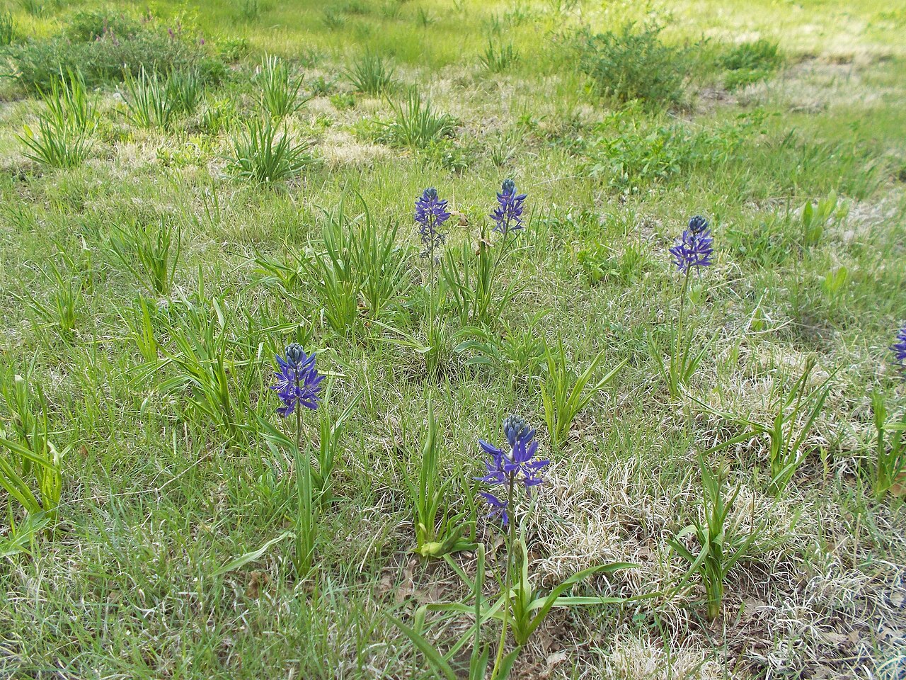 Common Camas