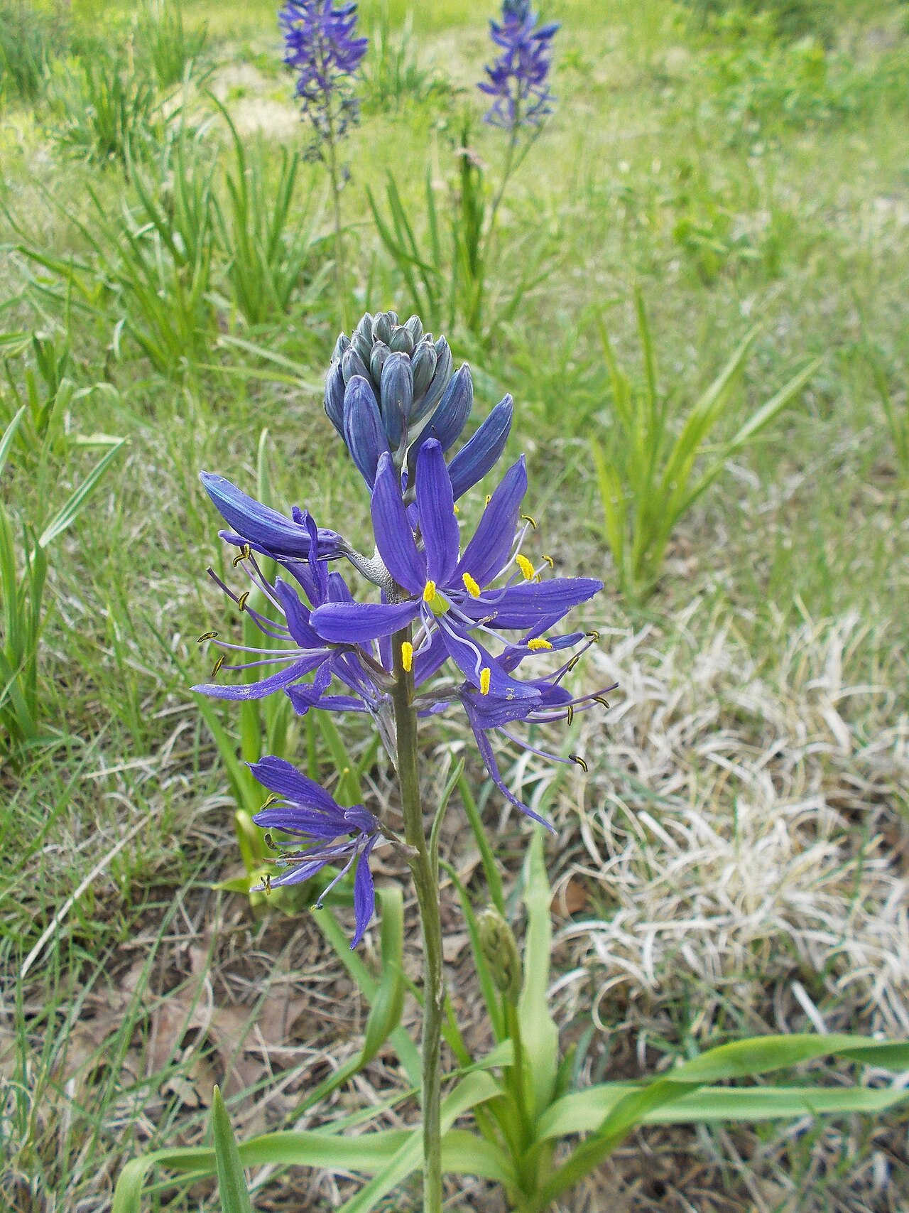 Common Camas