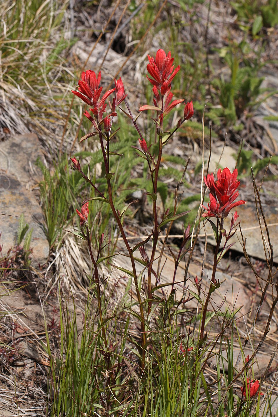 Indian Paintbrush