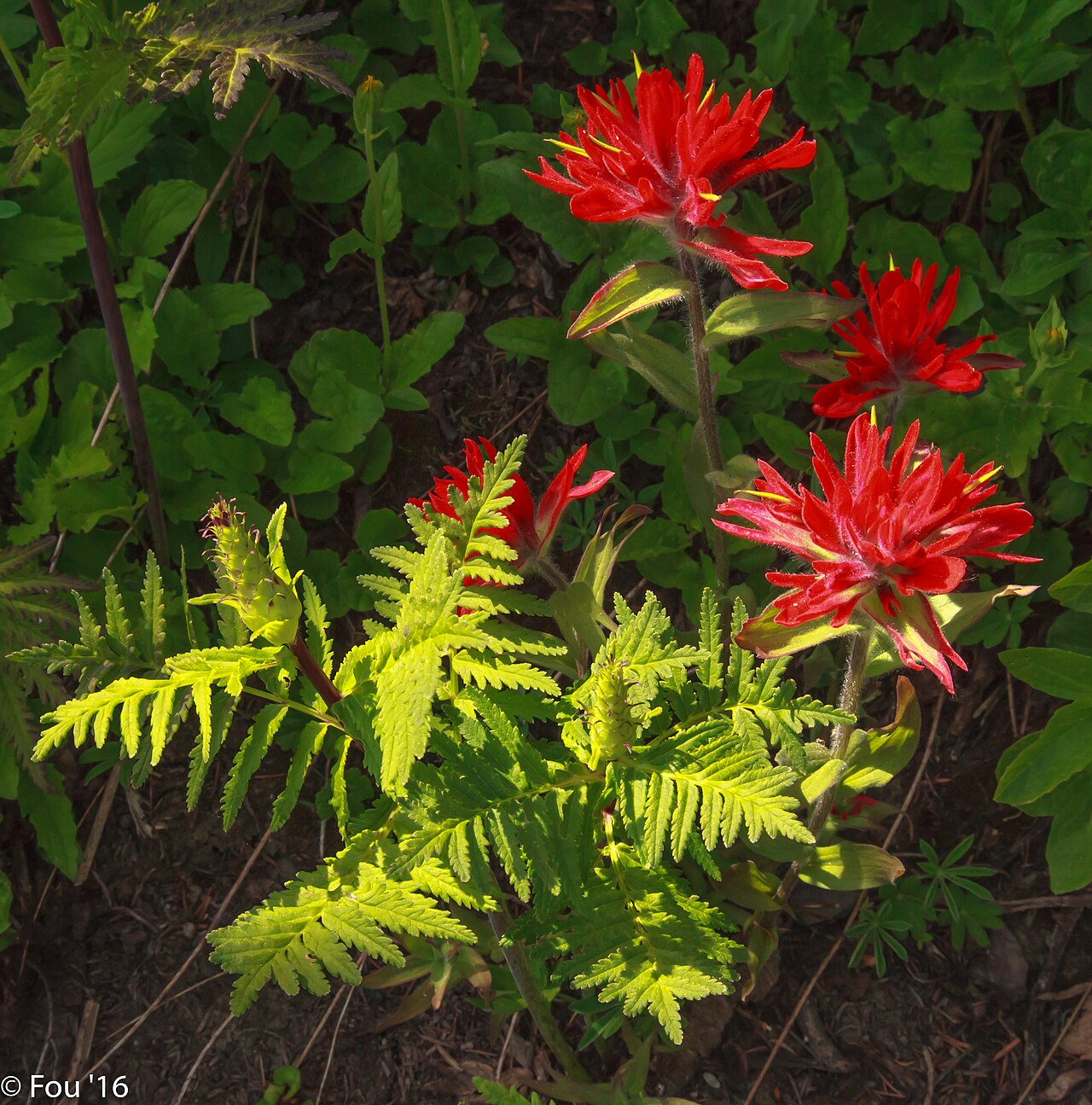 Indian Paintbrush