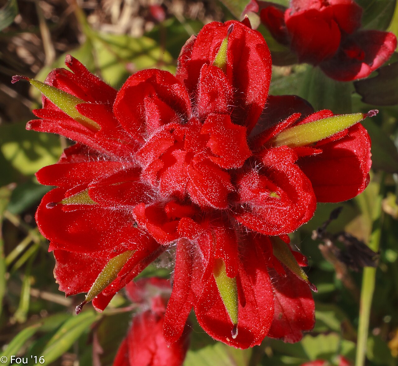 Indian Paintbrush