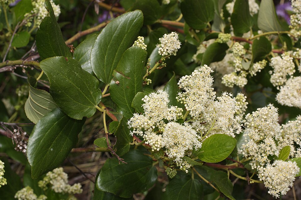 Snowbrush Ceanothus
