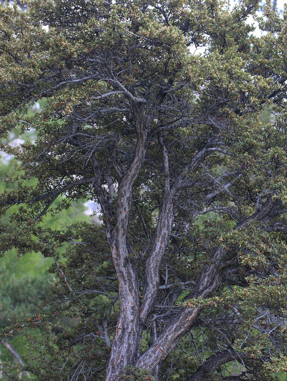 Curl-leaf Mountain Mahogany