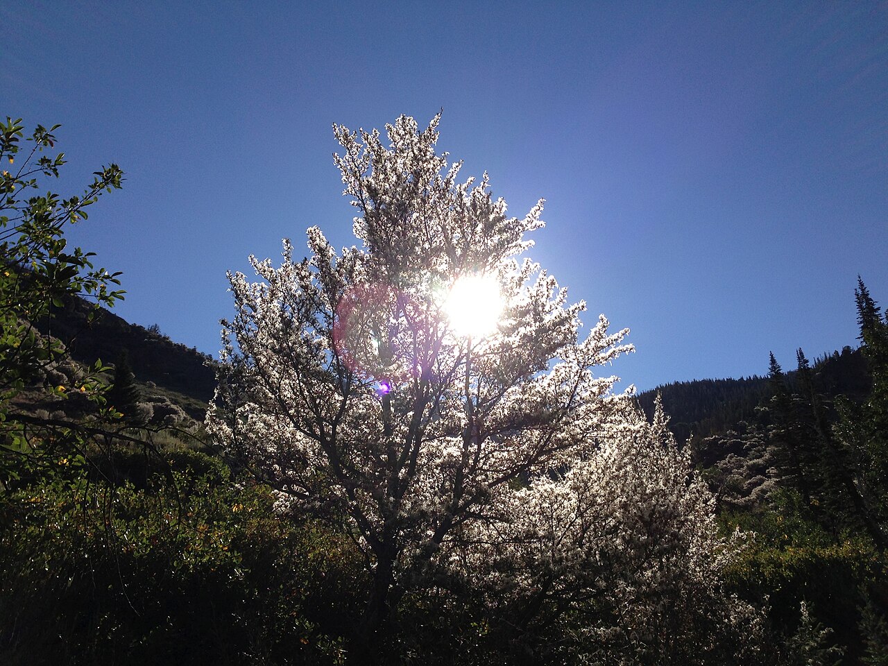 Curl-leaf Mountain Mahogany