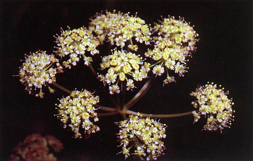 Western Water Hemlock