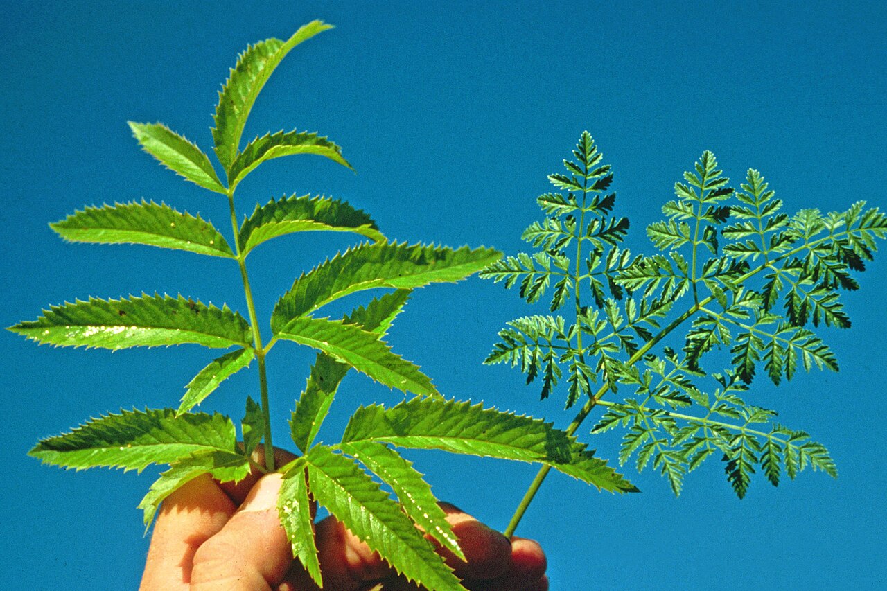 Western Water Hemlock