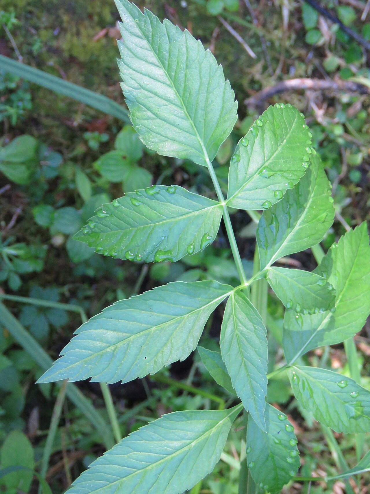 Western Water Hemlock