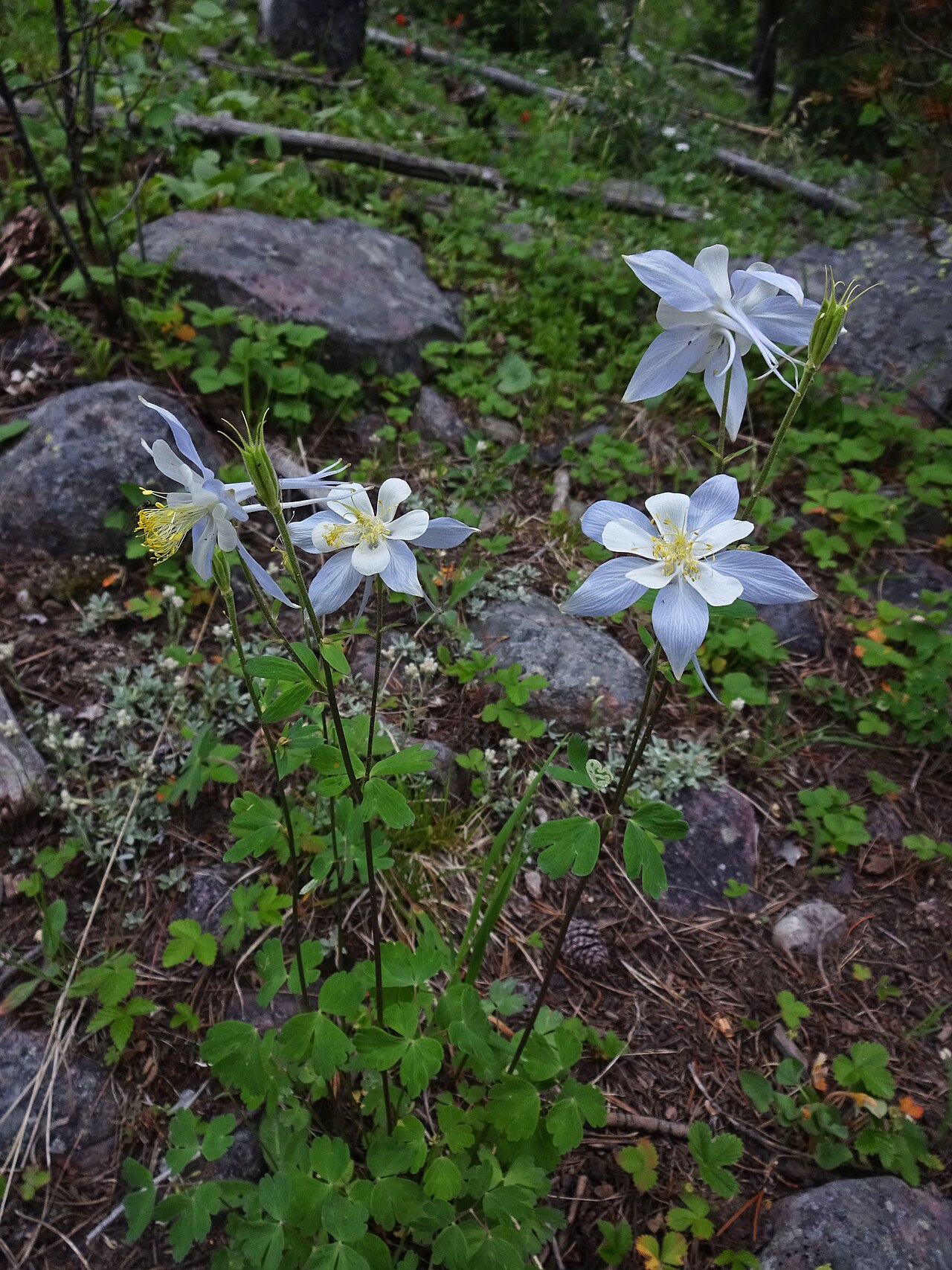 Columbine