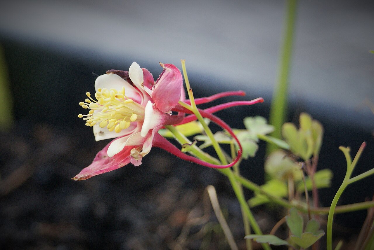 Columbine