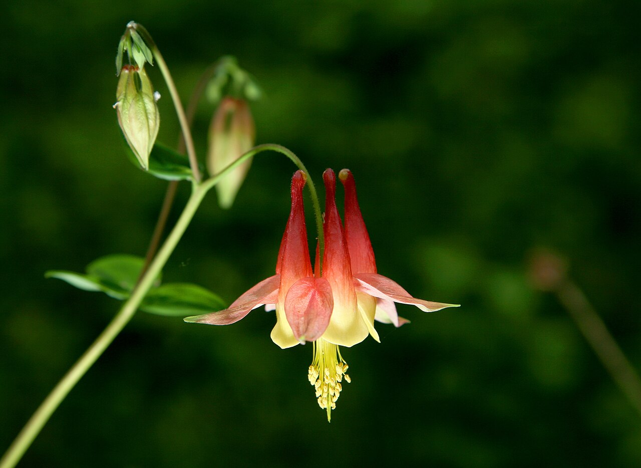 Columbine