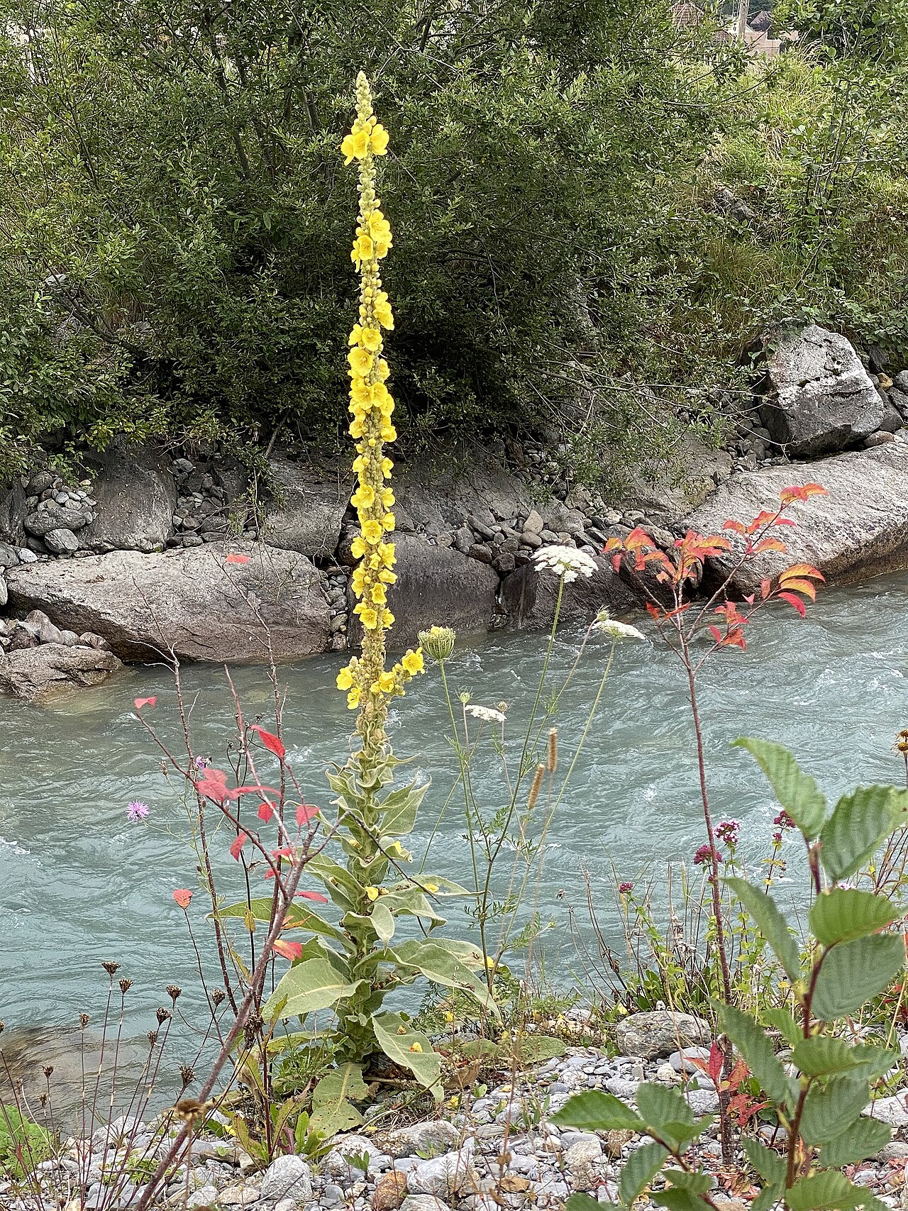 Common Mullein