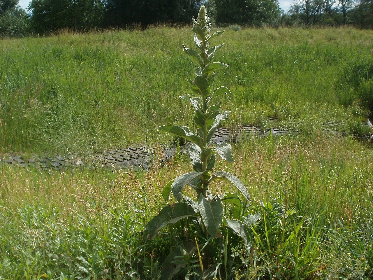 Common Mullein