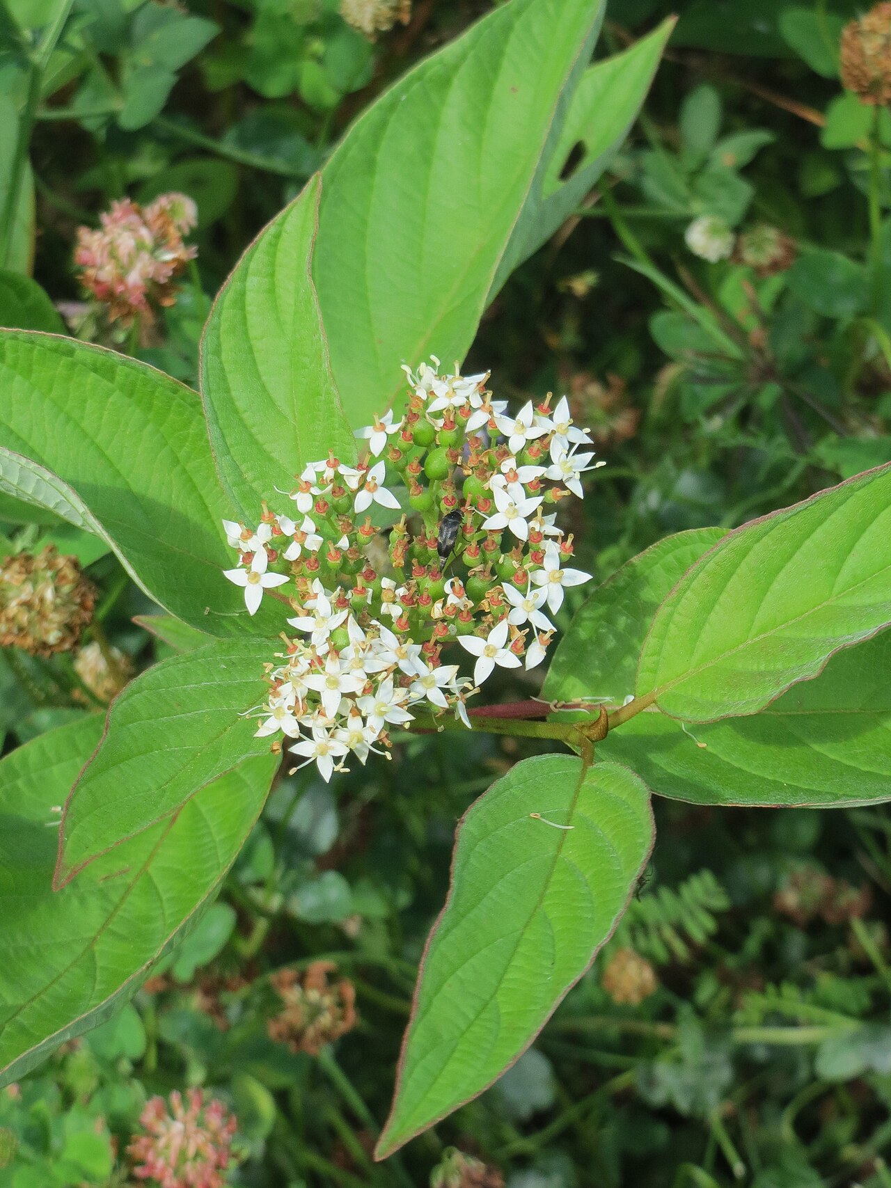 Red-osier Dogwood