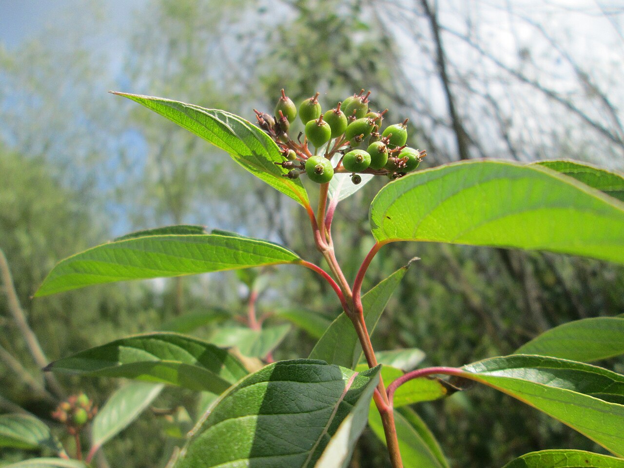 Red-osier Dogwood