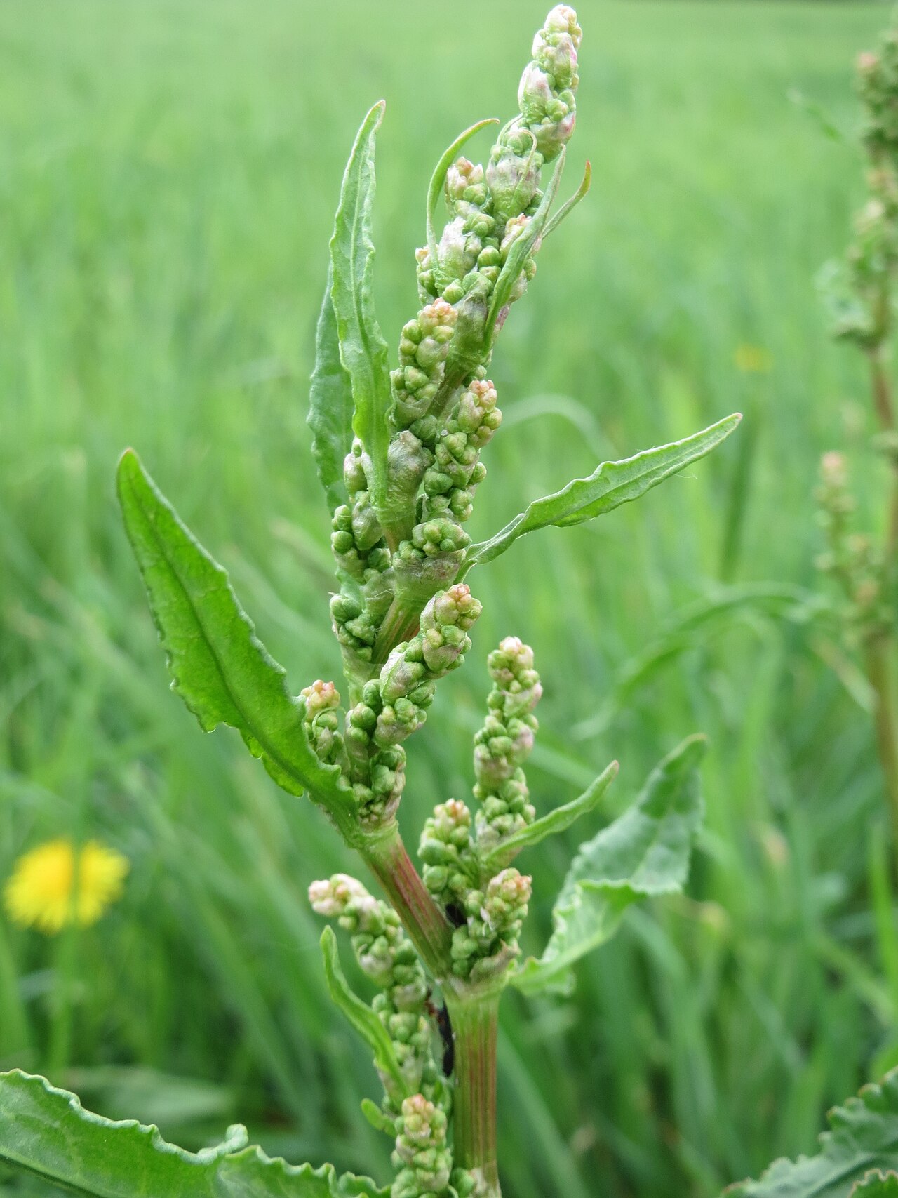 Curly Dock