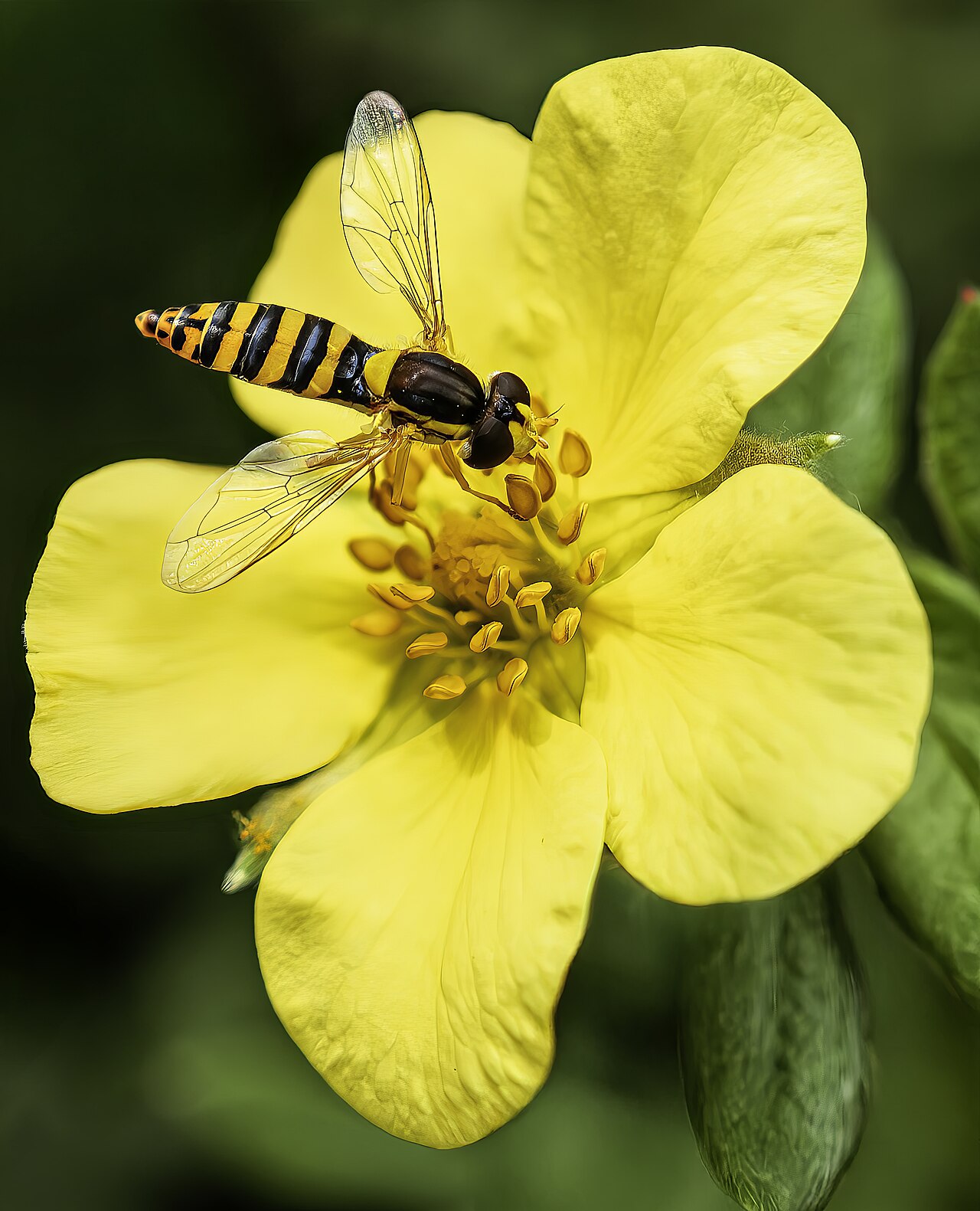 Shrubby Cinquefoil