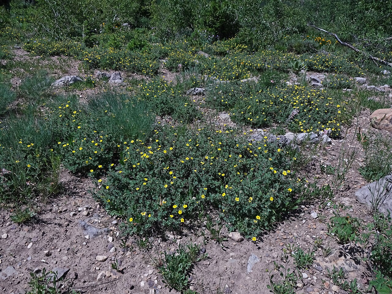 Shrubby Cinquefoil