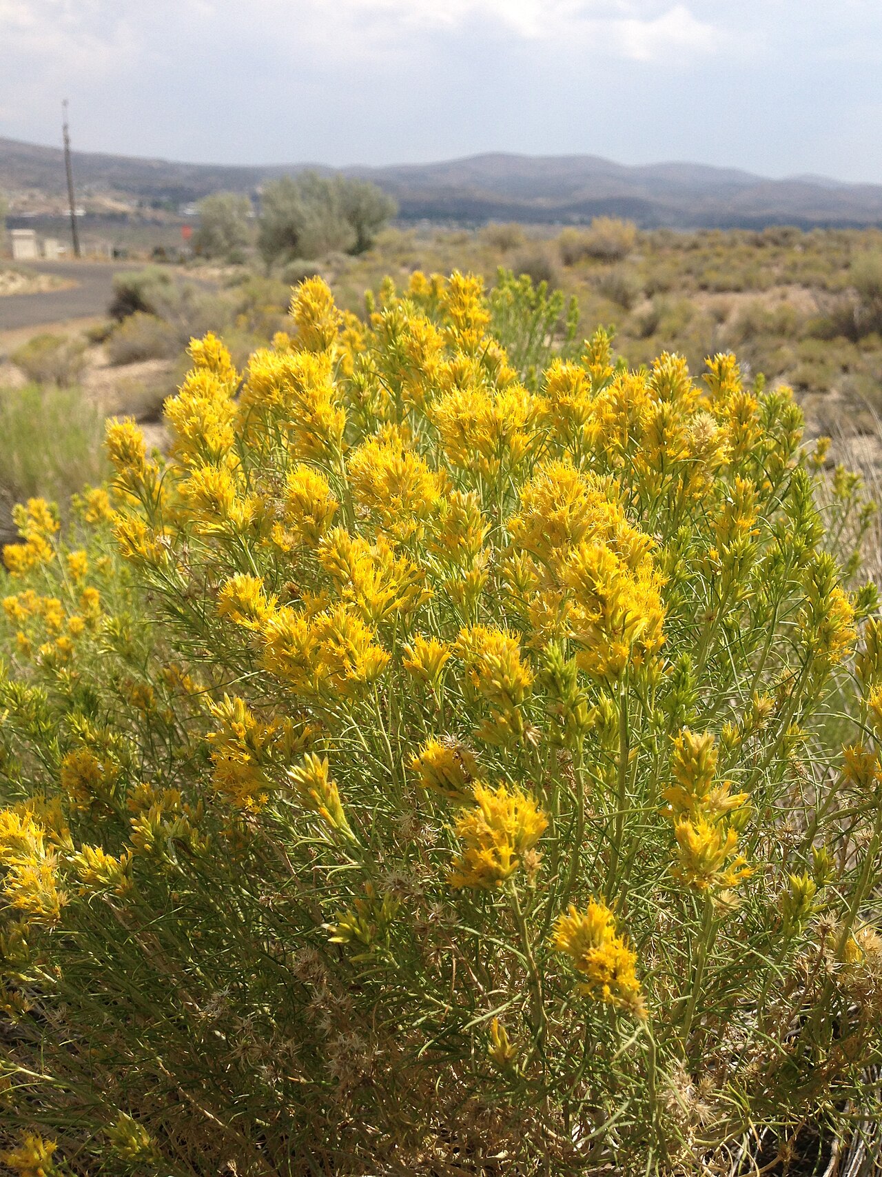 Rubber Rabbitbrush