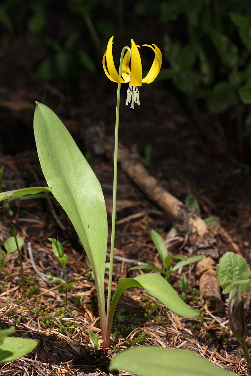Glacier Lily