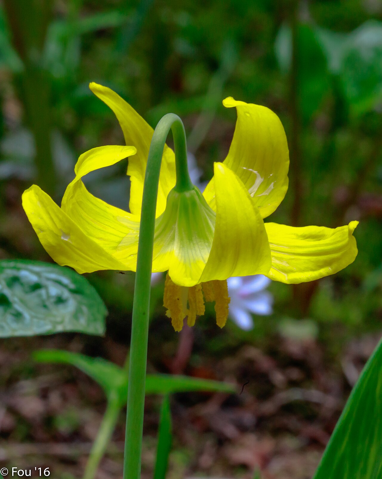 Glacier Lily