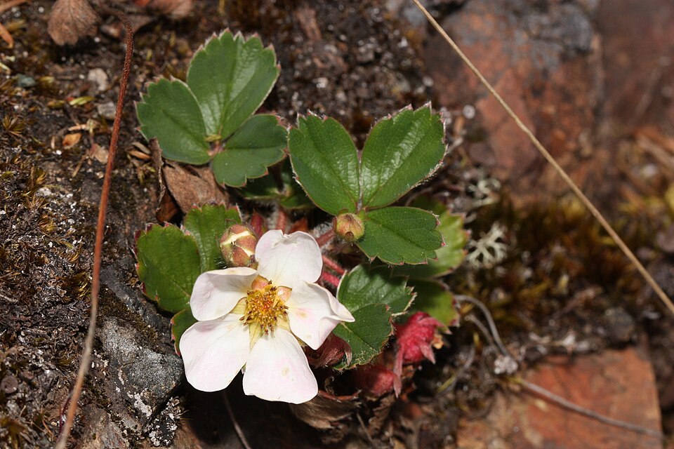 Wild Strawberry