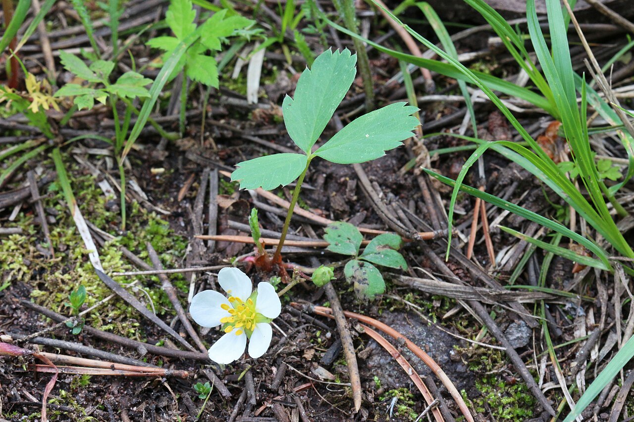 Wild Strawberry